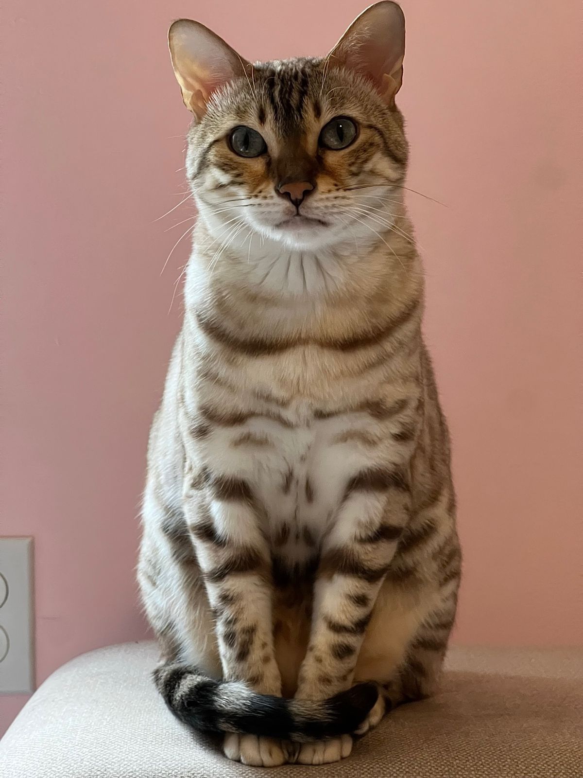 Scout