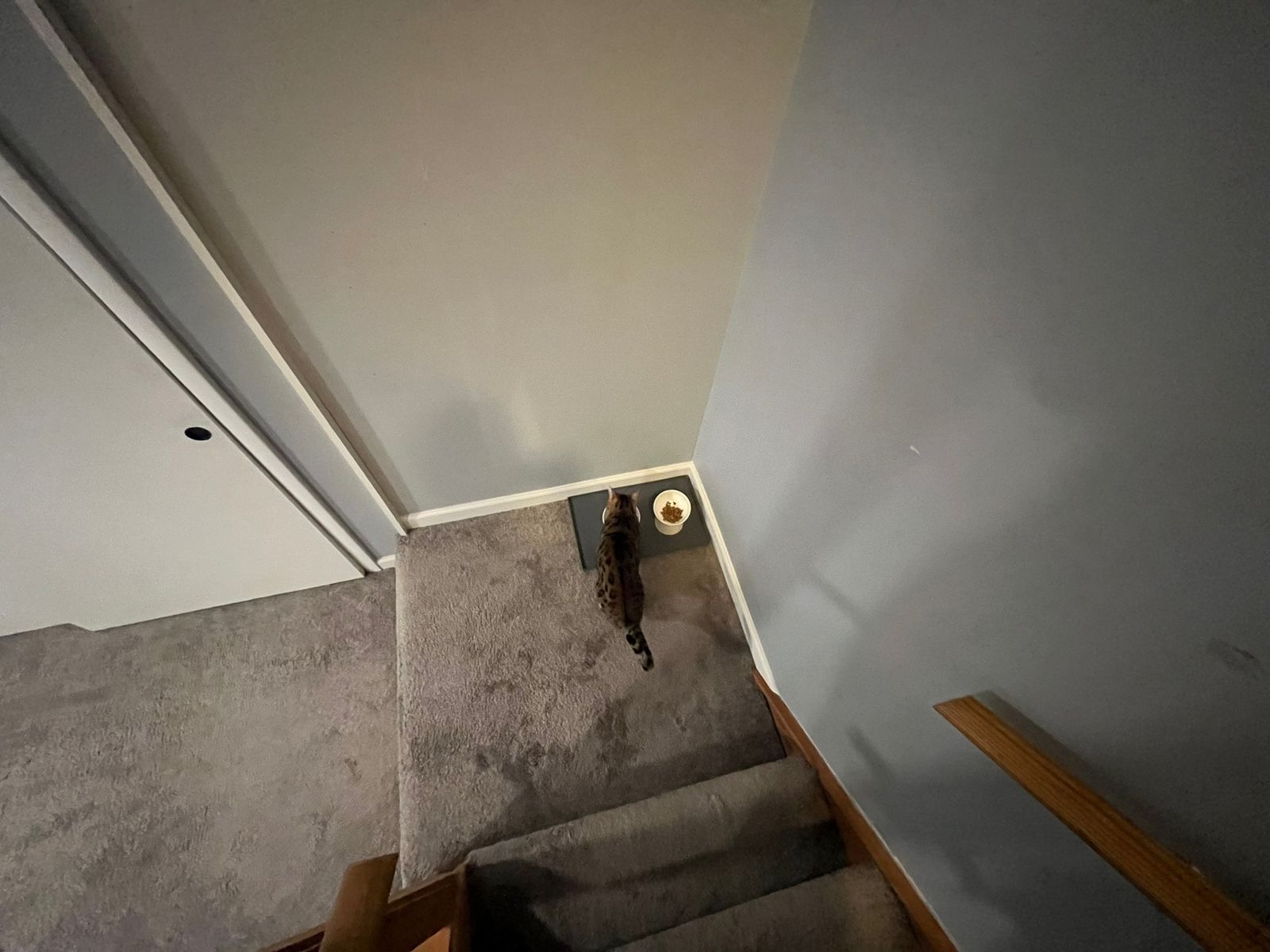 Feeding spot at the bottom of the stairs
