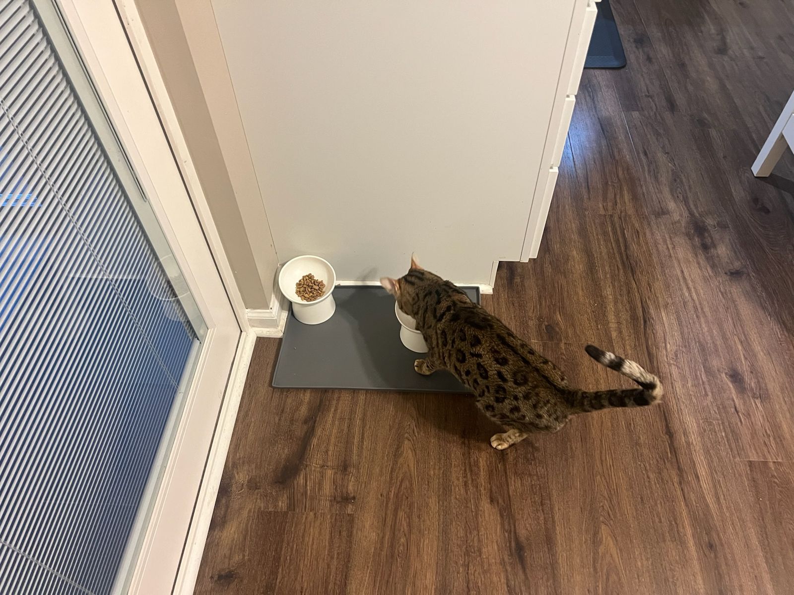 Joule's upstairs feeding spot