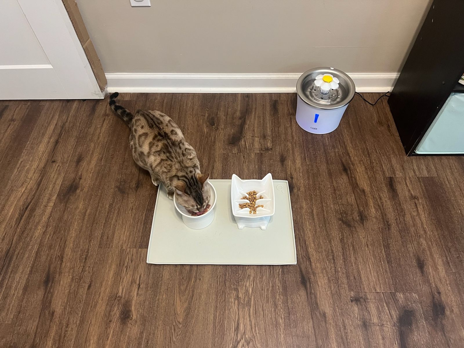 Scout's upstairs feeding spot